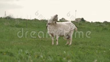 绑在绳子上的白山羊在<strong>绿色</strong>的草坪上吃草，环顾四<strong>周</strong>，相机拍摄