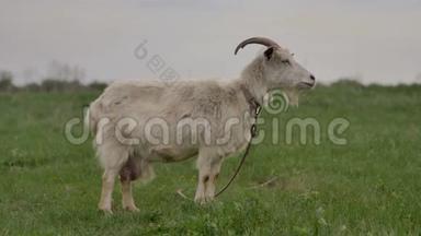 绑在绳子上的白山羊在绿色的草坪上吃草，<strong>环顾四周</strong>，相机拍摄