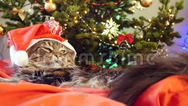 圣诞老人戴着圣诞帽，坐在一棵美丽的新年树上的枕头上，滑稽的莱兹·缅因州猫