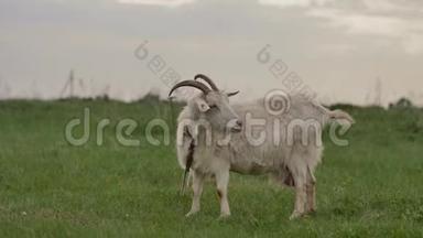 绑在绳子上的白山羊在绿色的草坪上吃草，环顾四周，相机拍摄