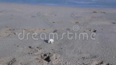 埃及，赫尔加达，小螃蟹沙滩沿着