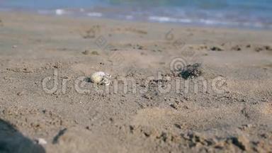 埃及，赫尔加达，<strong>小螃蟹</strong>沙滩沿着