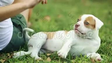 在草地上玩可爱小狗的女人