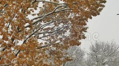 令人叹为观止的自然景观与枫叶在第一次降雪的太阳模糊背景。 可爱的秋天景象
