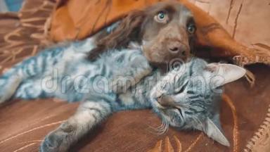 猫和狗在一起睡觉的生活方式有趣的视频。 猫和狗在室内的友谊。 宠物友谊和爱猫