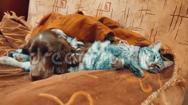 猫和狗睡在一起的滑稽视频。 猫和狗在室内的友谊。 宠物友谊和爱猫狗