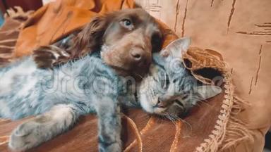 猫和一只生活方式的狗在一起睡觉有趣的视频。室内的猫狗友谊。宠物友谊和爱猫