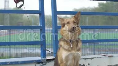 孤独的拴着的狗在等主人。漂亮的棕色狗被锁在院子外面。狗在户外等主人