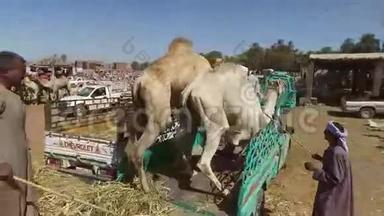 骆驼市场上的当地骆驼推销员把骆驼装上卡车。