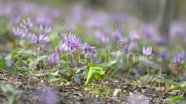 日本东京昭和金恩公园的日本<strong>狗牙</strong>紫花