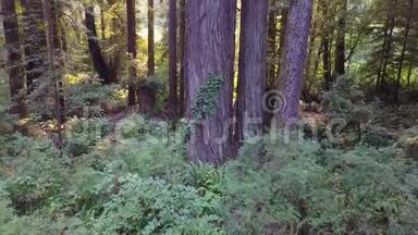 加州<strong>红木</strong>森林的空中镜头