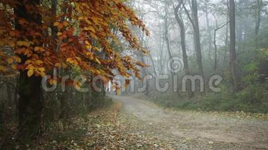 林中小径，秋天与大自然的声音。