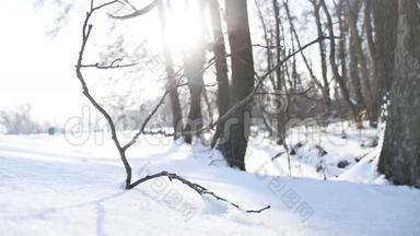冬天树木枯枝阳光林雪，山水自然冻江