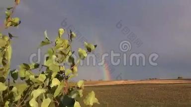 秋天的彩虹在农田上