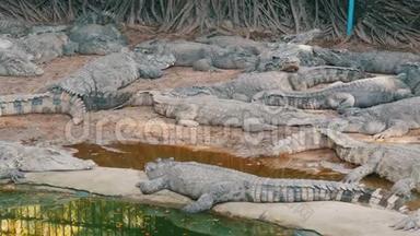 鳄鱼懒洋洋地躺在<strong>圈养</strong>中。 泰国帕塔亚的鳄鱼农场