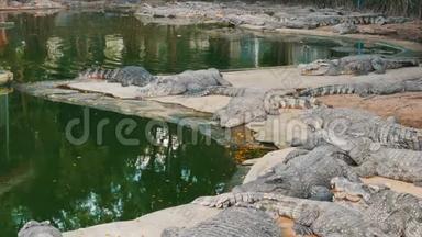 鳄鱼懒洋洋地躺在圈养中。 泰国帕塔亚的鳄鱼农场