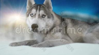 西伯利亚狗哈斯基在冬季背景。 4K高的详细镜头。 在黑魔法电影院摄像机上拍摄。