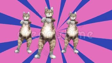 喜剧猫在一个充满活力的舞蹈片段中挥动爪子和尾巴，夏天的心情