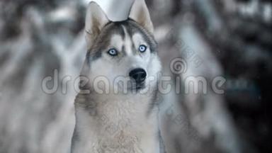 西伯利亚狗哈斯基在冬季背景。 4K高的详细镜头。 在黑魔法电影院摄像机上拍摄。