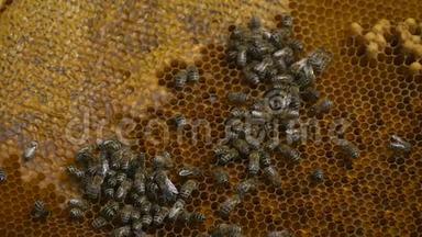 蜜蜂把花蜜转化为蜂蜜