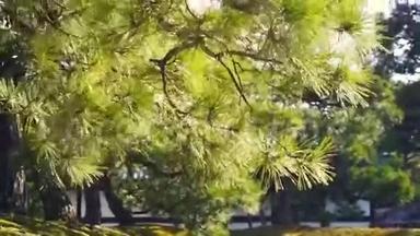 阳光<strong>和风</strong>中的<strong>日本</strong>松树视频