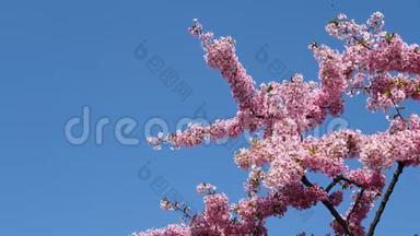 春天的花丛：樱花树枝上小簇的樱花在微风中绽放，蓝天背景