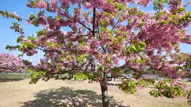 春天的花朵系列：樱桃小簇簇的樱花在微风中，蓝天背景