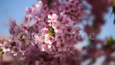 春天的花丛：樱花树枝上小簇的樱花在微风中绽放，蓝天背景