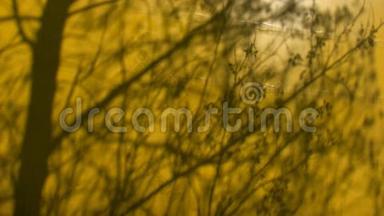 黄色背景上的树影