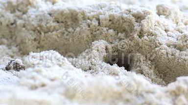 马达加斯加鬼蟹在海滩上<strong>挖洞</strong>