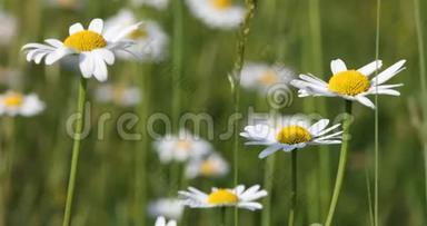 <strong>春风</strong>中草地上的白色玛格丽特或雏菊花