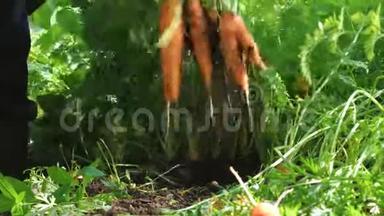 农民收割胡萝卜.