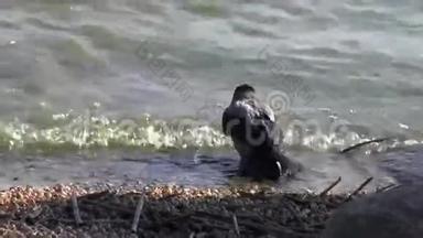 鸟帽乌鸦(Corvus Corone)海水浴