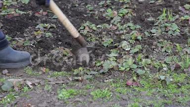 一个女人在花园里工作，用一把<strong>锄头</strong>把草从地上移走
