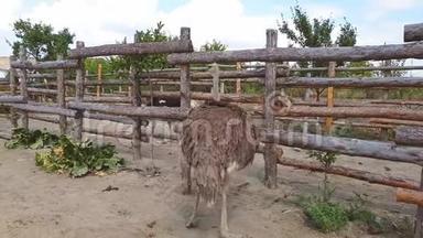 早秋，鸵鸟走在乌克兰一个村庄的鸵鸟农场的木栅栏后面。