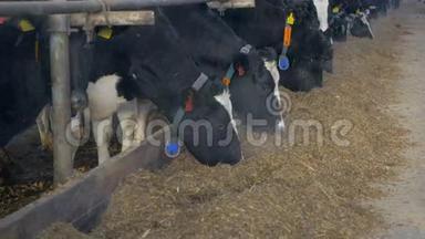 奶牛在农场谷仓吃干草。 奶牛场在室内。