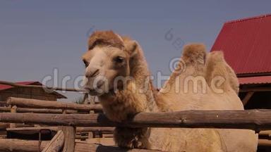 靠近骆驼吃，骆驼在动物园里吃，骆驼在木制鸟舍后面吃，一只干净的大骆驼
