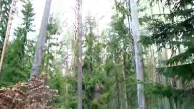森林中发现的高大树木图像