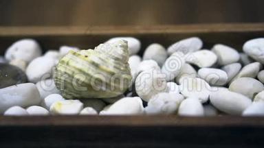 夏季元素的白色卵石背景视频贝壳