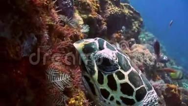 海龟在礁坡上吃珊瑚入海.
