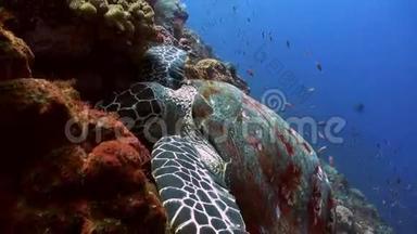 海龟在礁坡上吃珊瑚入海.