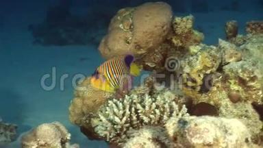 红海背景水下景观珊瑚中的蝴蝶鱼。