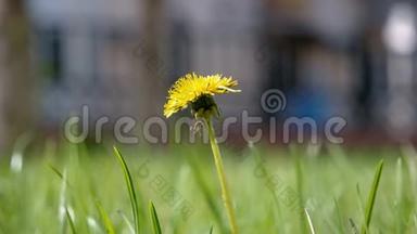 跖草，幼丹参黄花在茂盛的草地上大射低角射