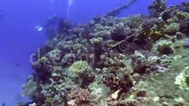 在红海的背景景观下，沉船上明亮的绿色珊瑚。