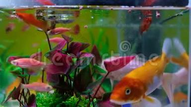 鱼缸或水族馆里的小鱼，<strong>金色</strong>的鱼，小狗和红色的鱼，有绿色植物的花式<strong>鲤鱼</strong>，水下的。 4K，UHD。