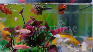 鱼缸或水族馆里的小鱼，<strong>金色</strong>的鱼，小狗和红色的鱼，绿色植物的花式<strong>鲤鱼</strong>，水下的生活理念。 4K.