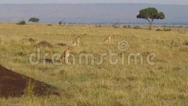猎豹在非洲的热带草原狩猎