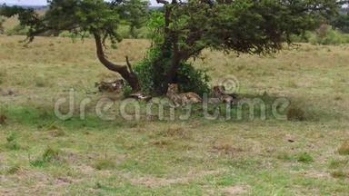 非洲热带稀树草原上的猎豹
