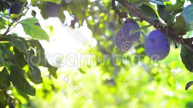 成熟的李子果实在果园的树枝上，在一个明亮的夏天，阳光照耀。