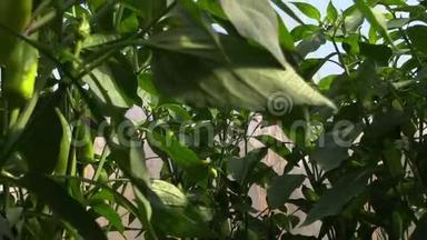 绿色辣椒、辣椒和辣椒蔬菜在温室中生长